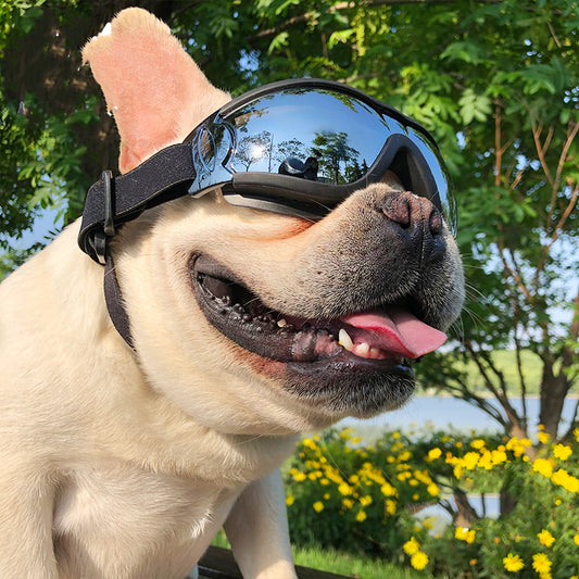 Pet Sunglasses Windproof Glasses